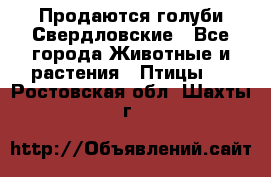 Продаются голуби Свердловские - Все города Животные и растения » Птицы   . Ростовская обл.,Шахты г.